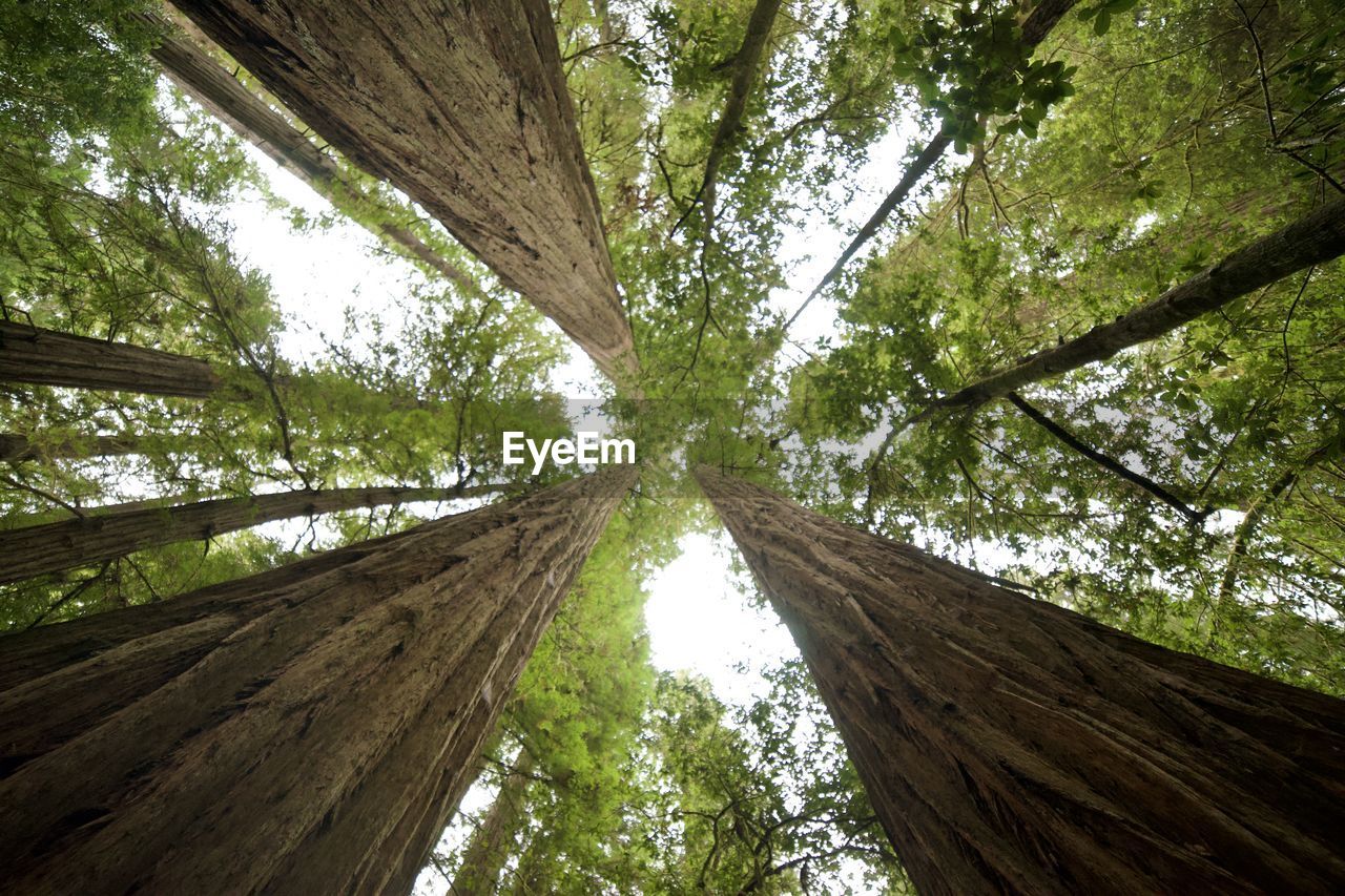 LOW ANGLE VIEW OF TREE TRUNKS IN FOREST