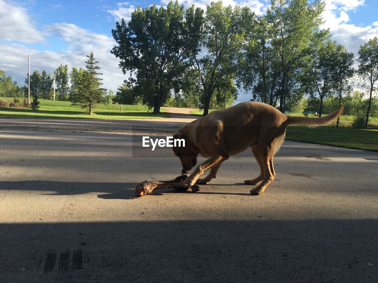 Playful dog with wood on road