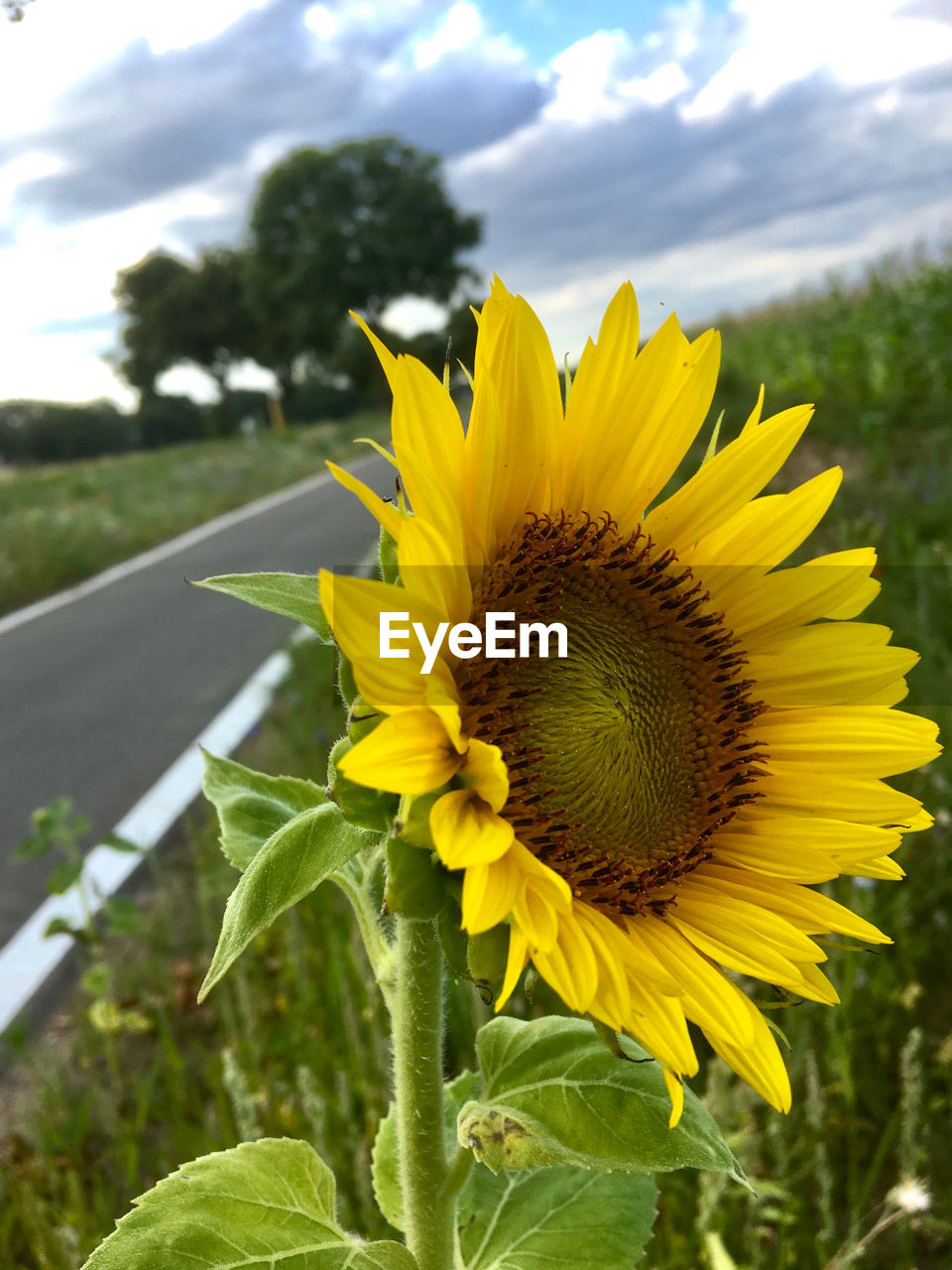 plant, sunflower, flower, flowering plant, yellow, freshness, beauty in nature, nature, flower head, cloud, growth, sky, field, landscape, inflorescence, petal, rural scene, close-up, fragility, land, no people, environment, agriculture, sunflower seed, plant part, focus on foreground, outdoors, leaf, day, summer, springtime, crop, green, sunlight, blossom, pollen, scenics - nature, vibrant color, farm, botany, travel, tree, wildflower