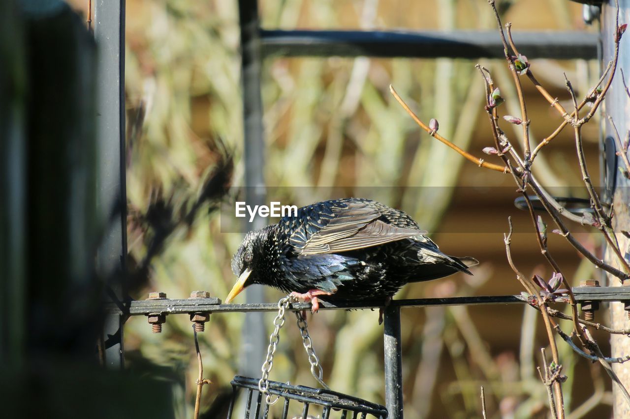 CLOSE-UP OF BIRD PERCHING ON BRANCH