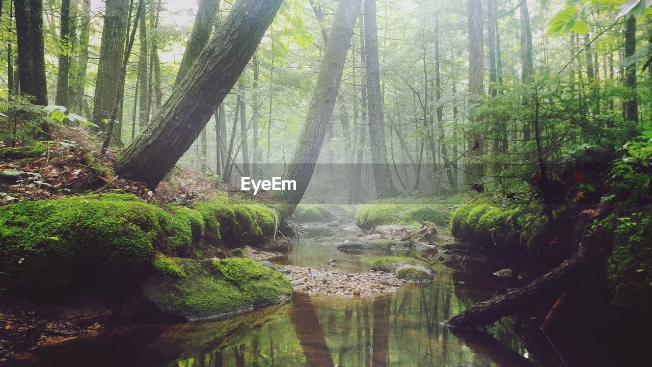 PANORAMIC SHOT OF TREES IN FOREST