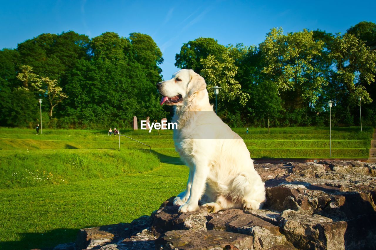 View of a dog on field. golden retriever.