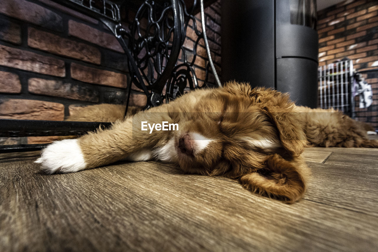 CLOSE-UP OF A SLEEPING DOG