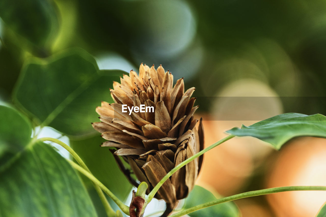 Dried flower of tulip tree 