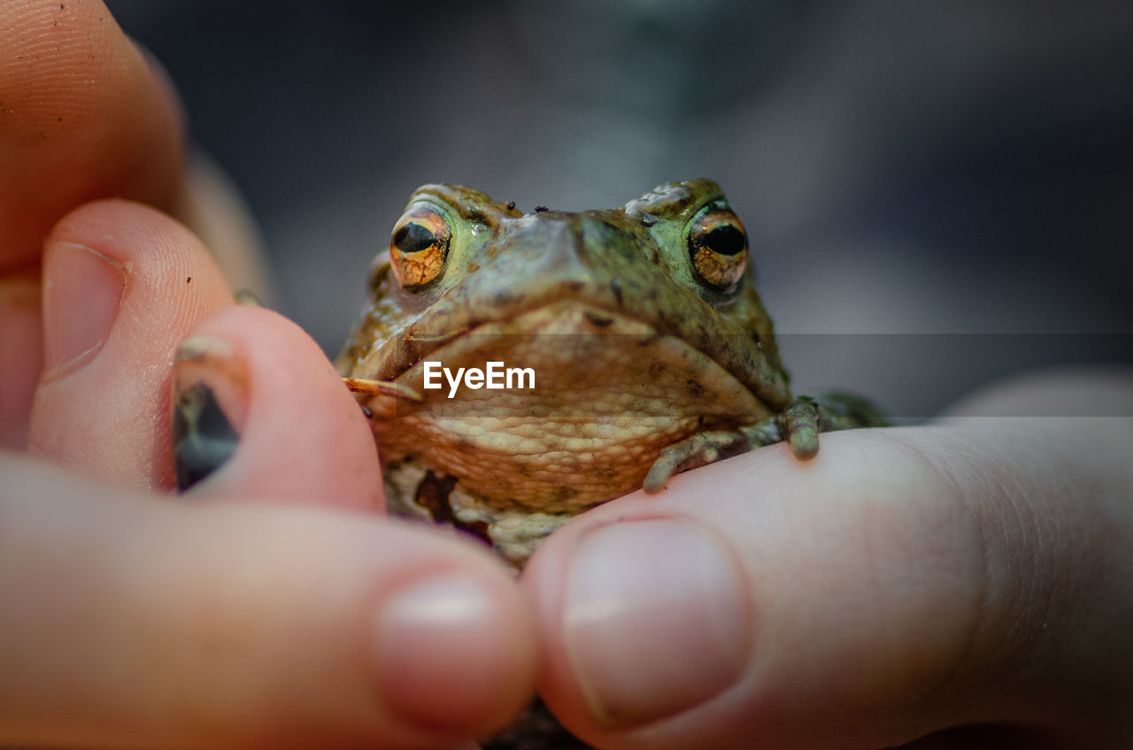 Holding a frog