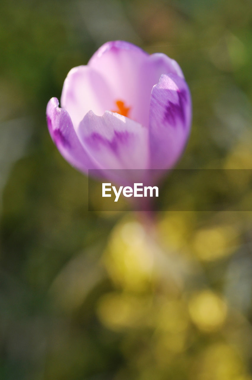 CLOSE-UP OF FLOWER BLOOMING