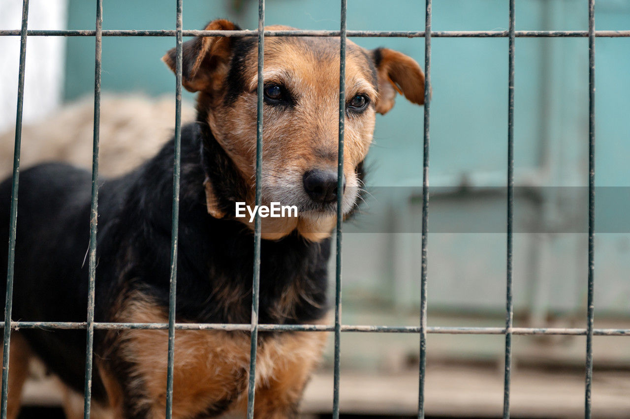 Dog waiting for adoption in animal shelter. homeless dog in the shelter. stray animals concept.