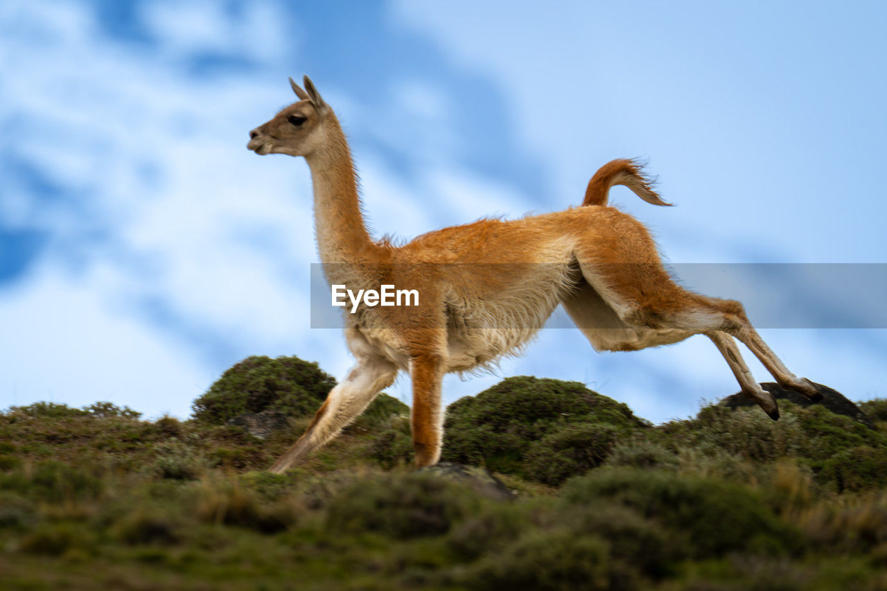 animal, animal themes, mammal, animal wildlife, one animal, wildlife, sky, no people, full length, nature, standing, domestic animals, side view, outdoors, day, environment, mountain, plant, landscape