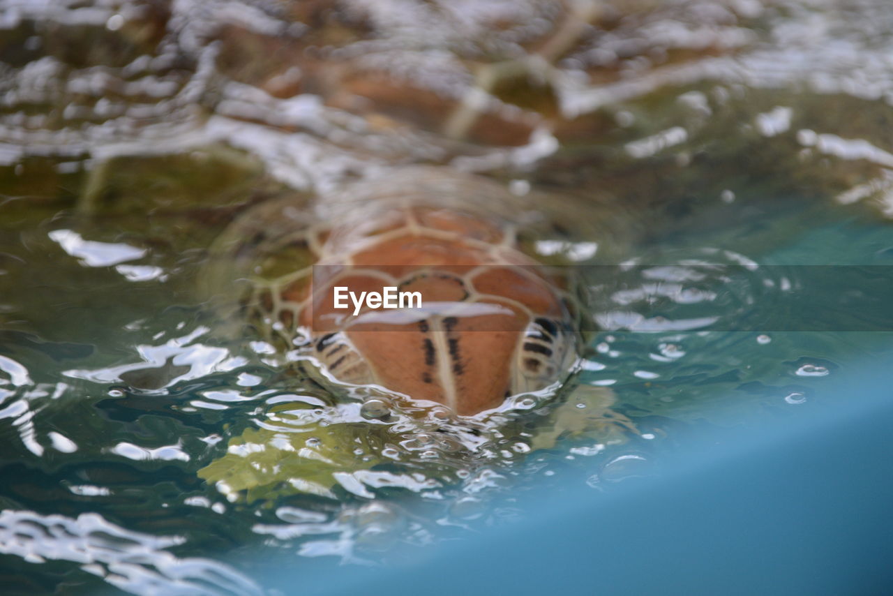 CLOSE-UP OF TURTLE SWIMMING IN SEA