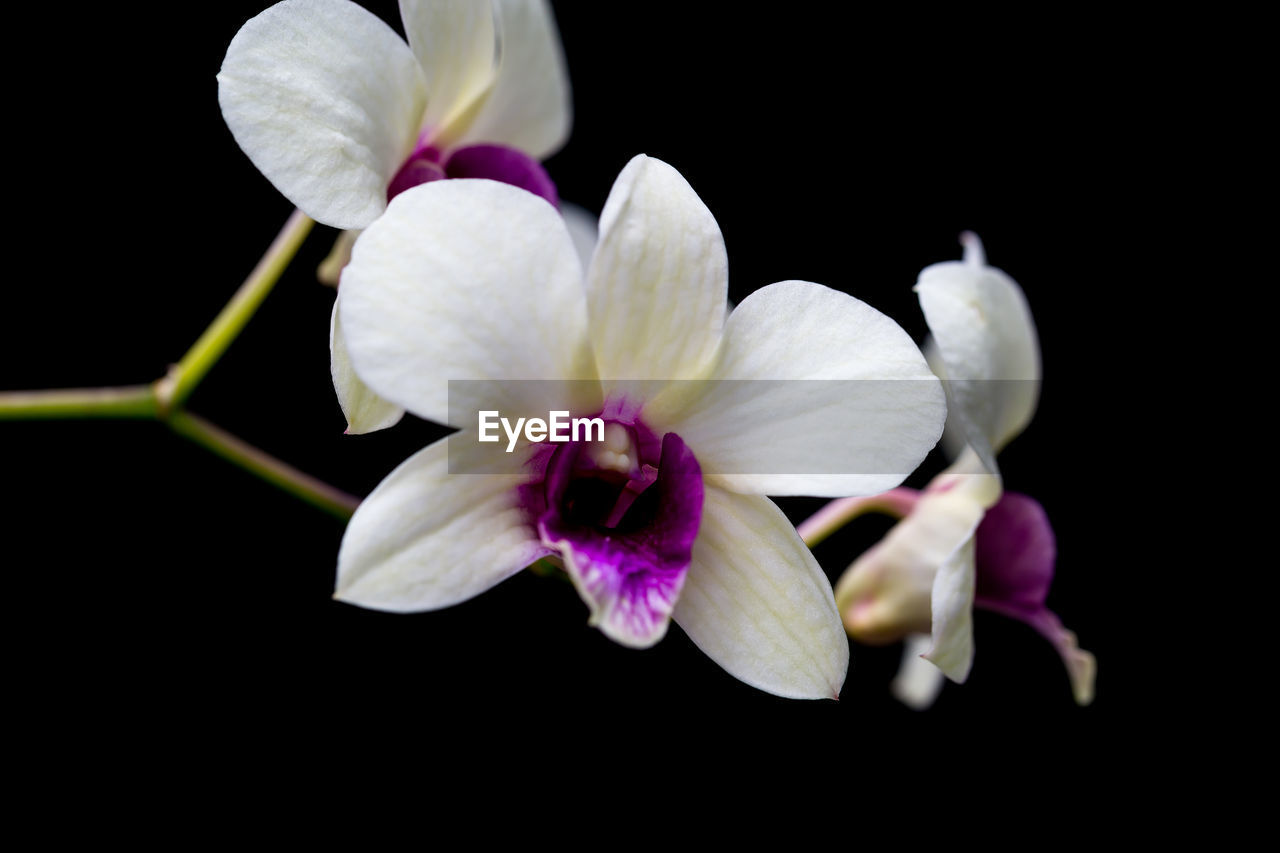 CLOSE-UP OF FRESH WHITE ORCHID AGAINST BLACK BACKGROUND