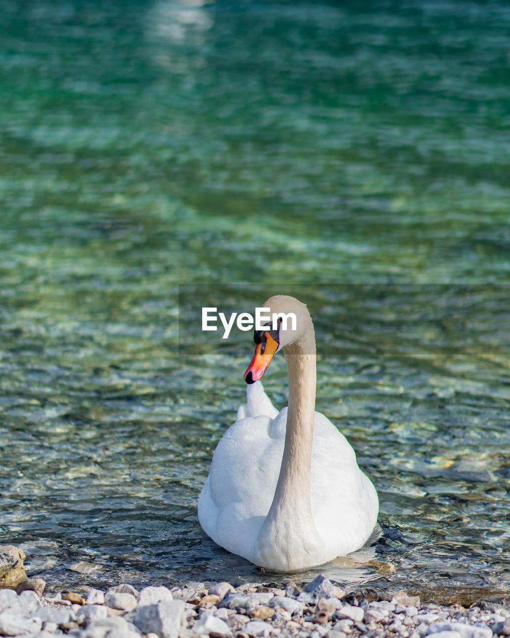 SWAN SWIMMING IN A LAKE