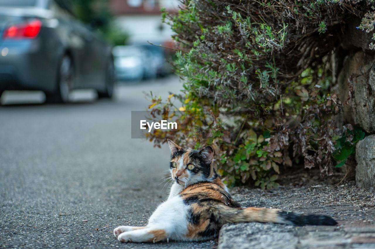 Cat on street by road