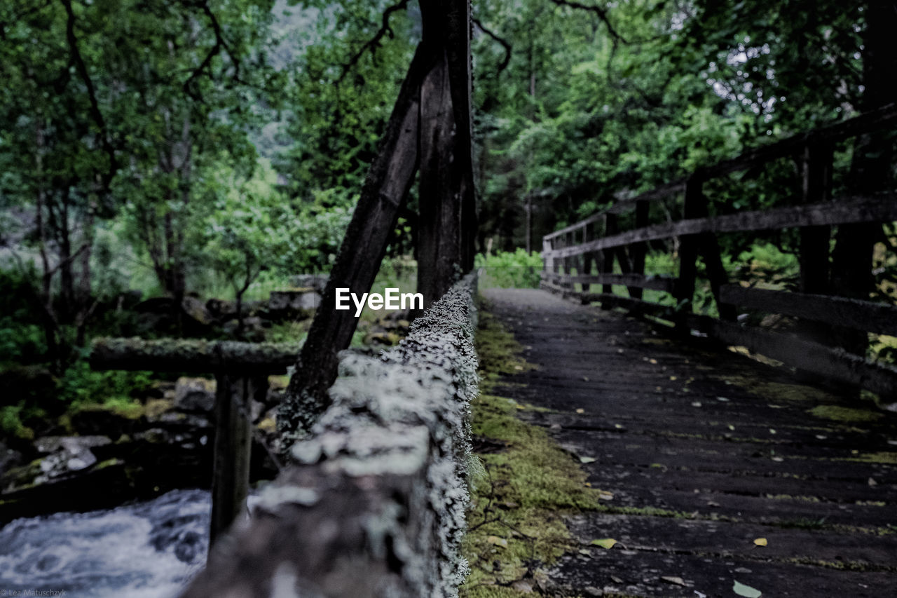 VIEW OF FOOTPATH IN FOREST