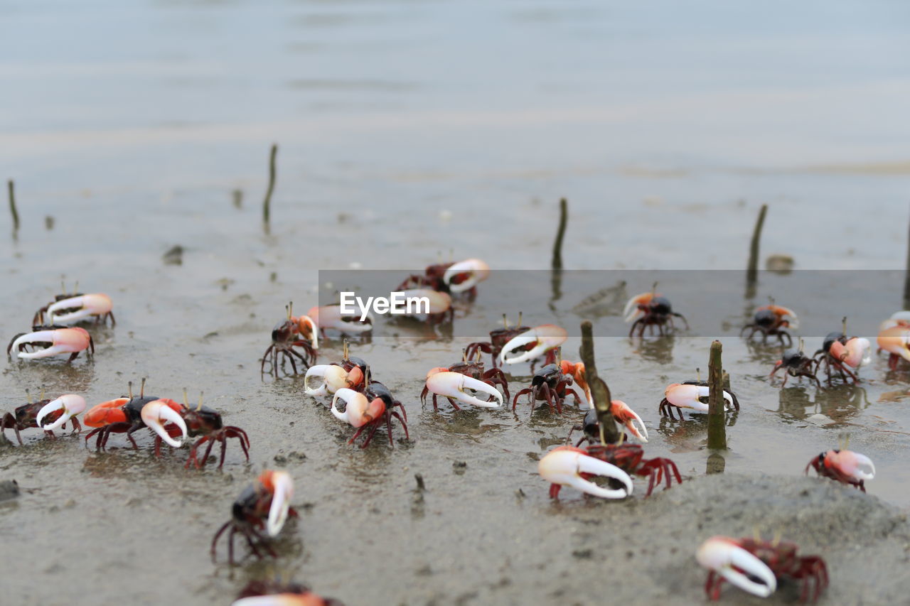 Fiddler crab  colony in mangrove rainforest