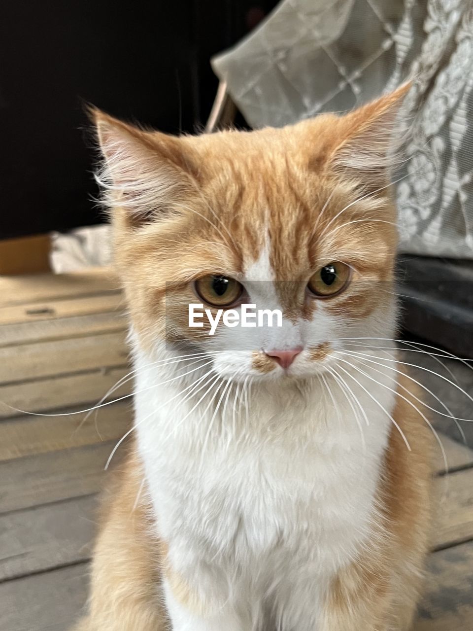 animal, animal themes, cat, pet, mammal, domestic animals, domestic cat, one animal, feline, whiskers, animal body part, close-up, no people, indoors, felidae, small to medium-sized cats, portrait, animal hair, looking at camera, wood, carnivore, animal head, looking, focus on foreground, nose