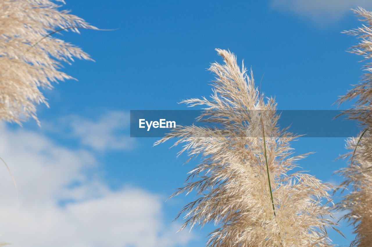 sky, grass, tree, plant, nature, frost, branch, blue, sunlight, winter, no people, growth, cloud, low angle view, beauty in nature, day, outdoors, tranquility, field, wind, close-up, flower, leaf