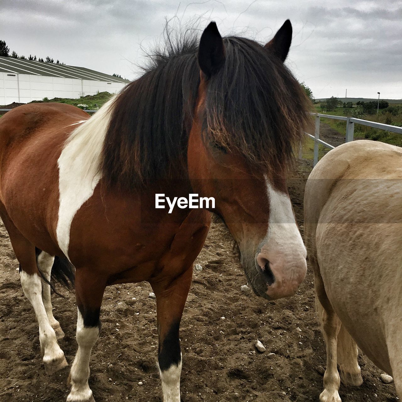 HORSE STANDING ON FIELD