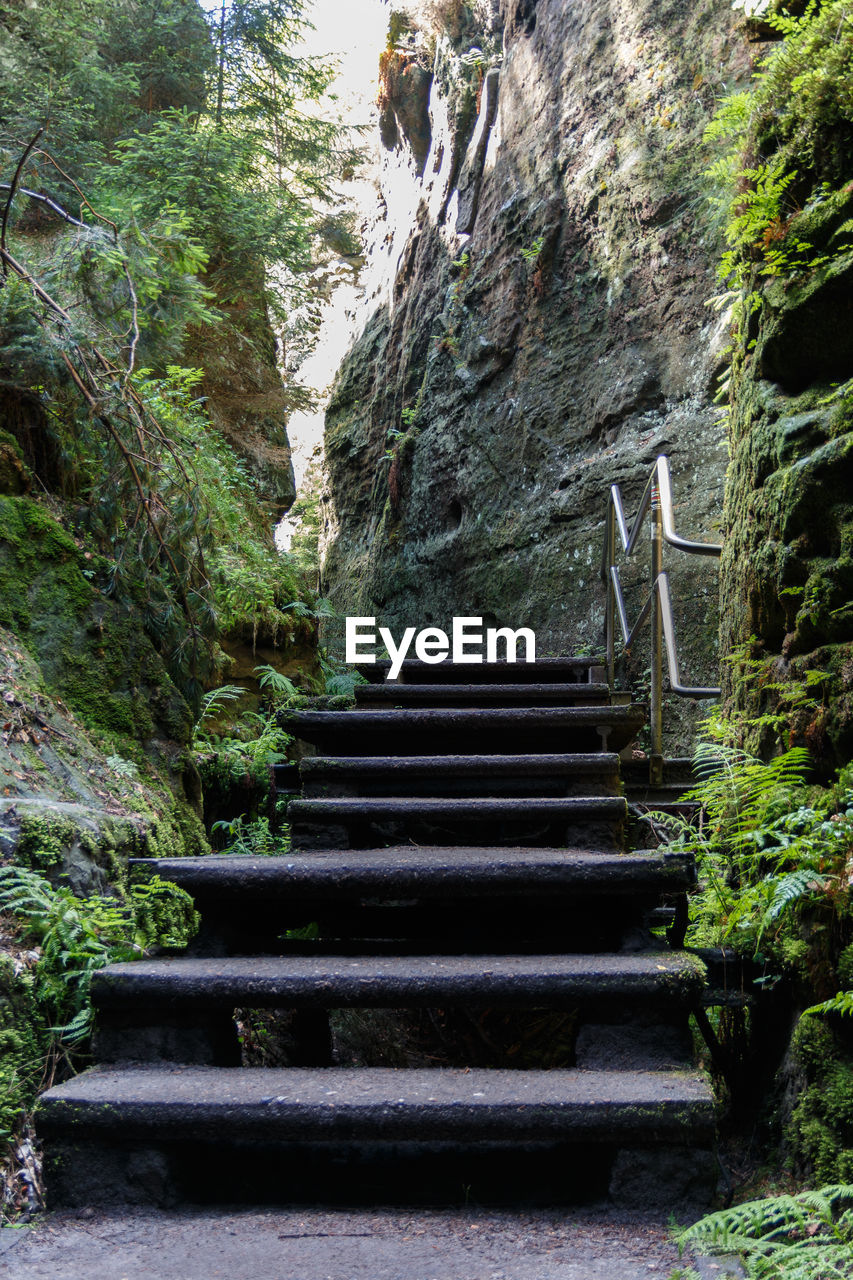 Low angle view of staircase amidst trees in forest