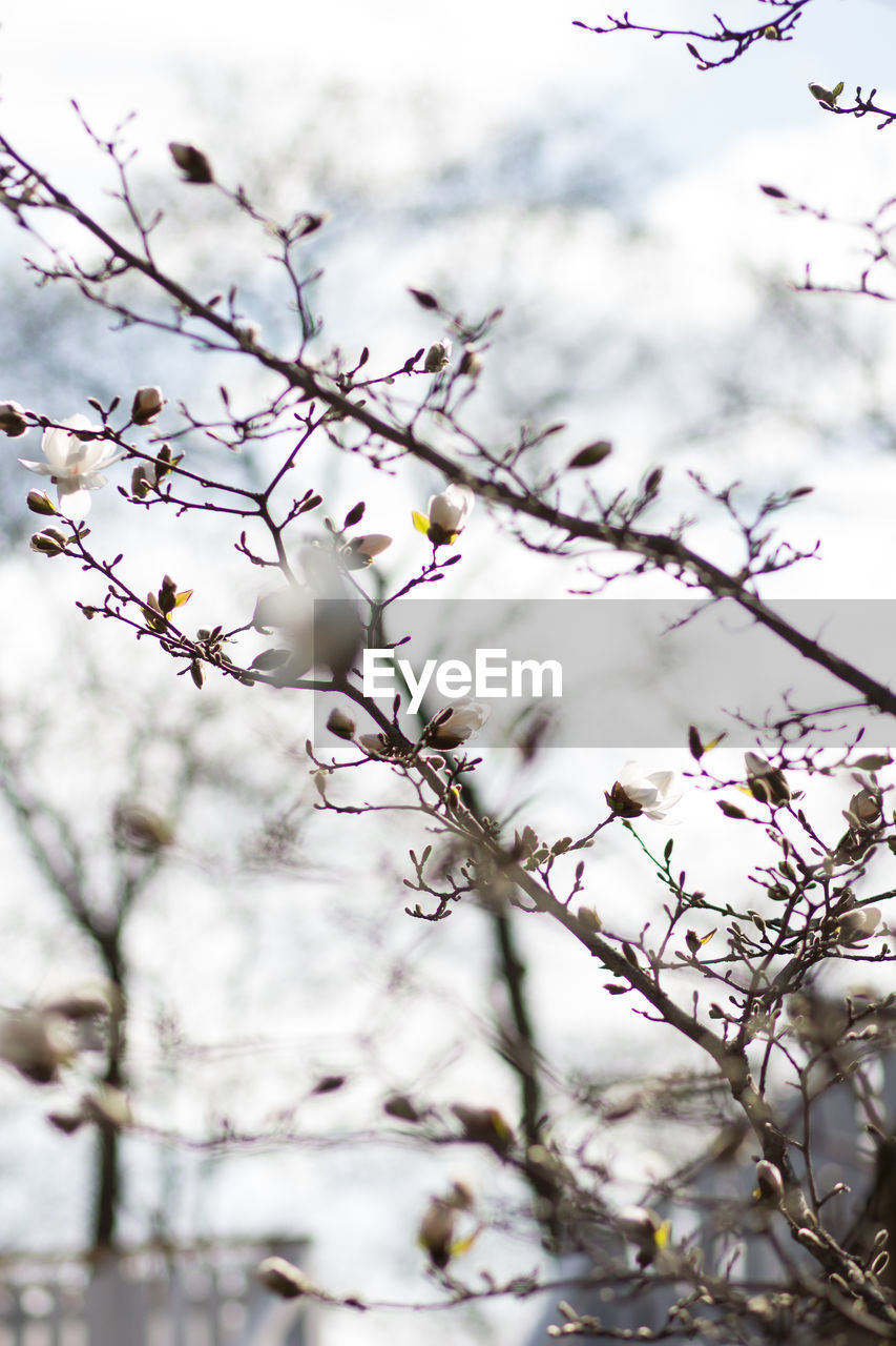 LOW ANGLE VIEW OF CHERRY BLOSSOM ON BRANCH