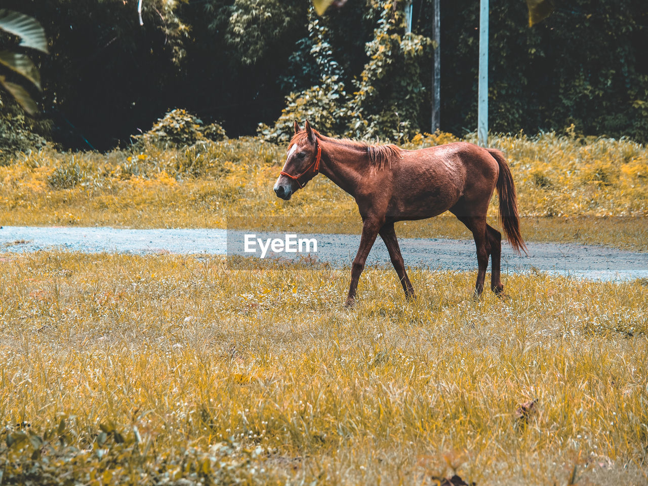 Horse standing in a lake