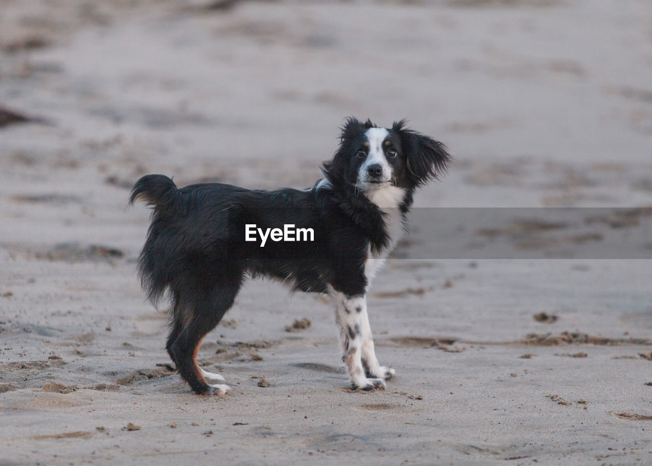 Dog standing on sand at beach