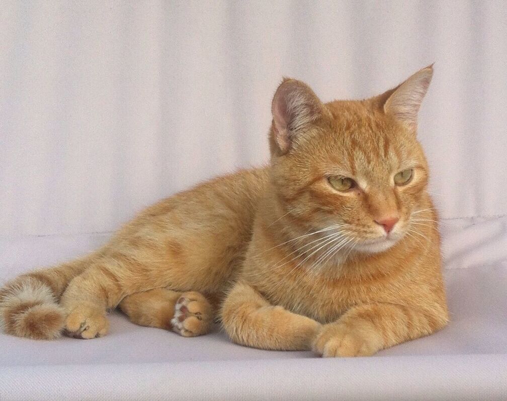 CLOSE-UP OF GINGER CAT