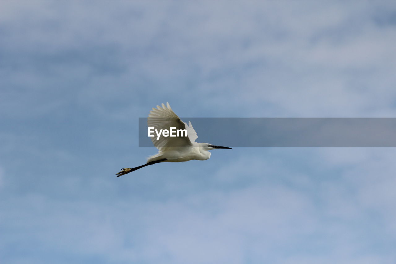 SEAGULL FLYING IN SKY