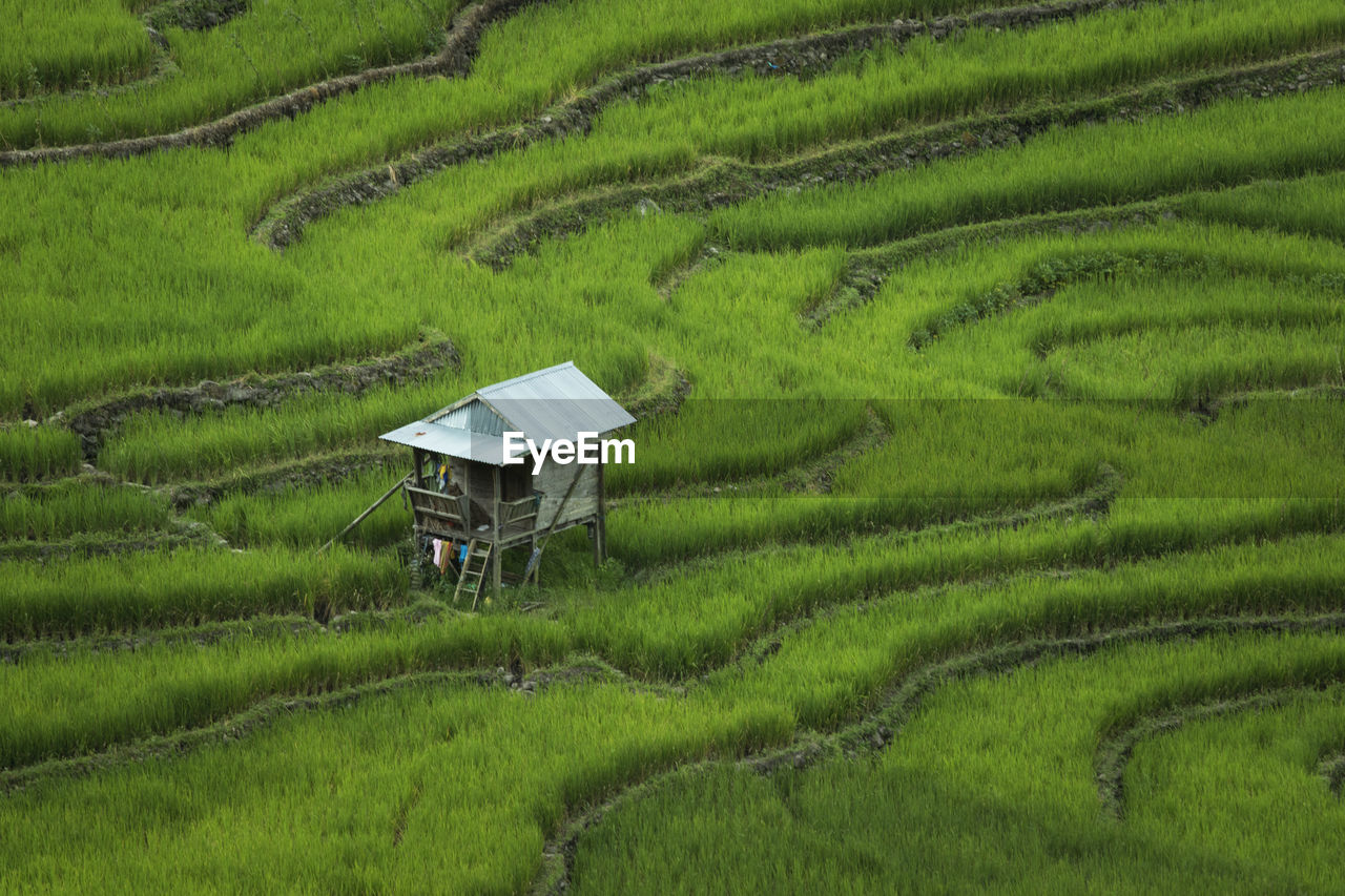 Scenic view of rice field