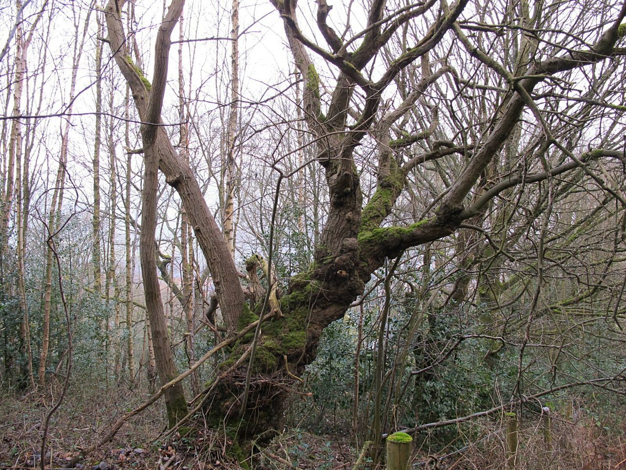 TREES GROWING IN FOREST