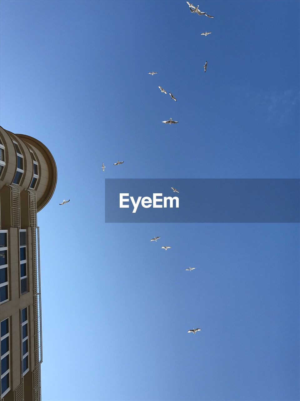 LOW ANGLE VIEW OF BIRDS FLYING IN SKY