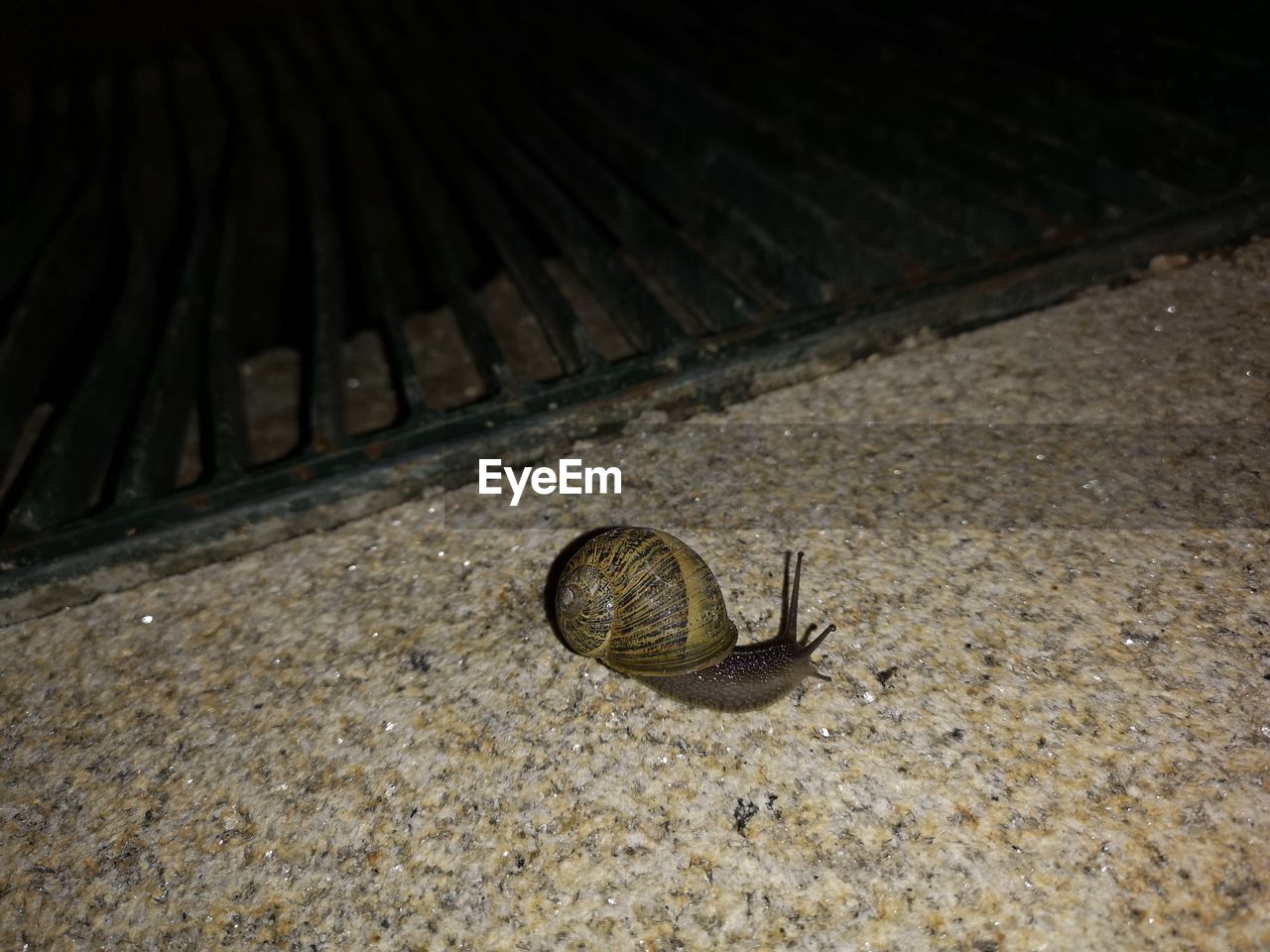 HIGH ANGLE VIEW OF SNAIL