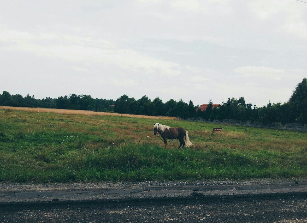 Side view of a horse on landscape against the sky