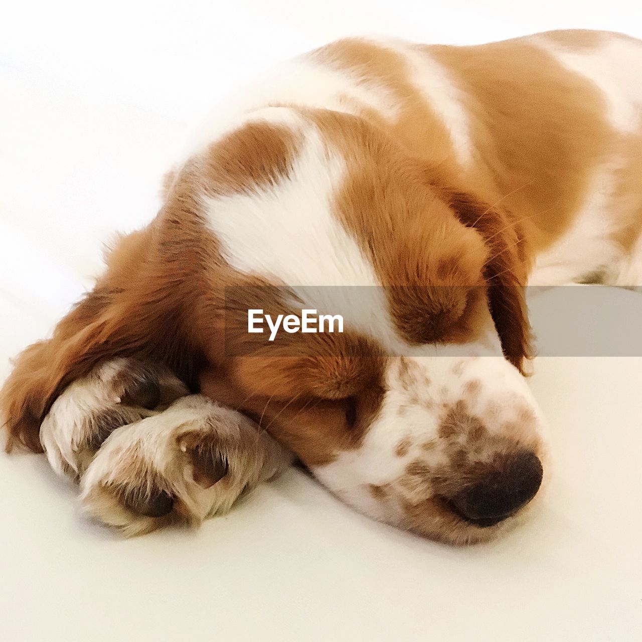 CLOSE-UP OF A DOG RESTING