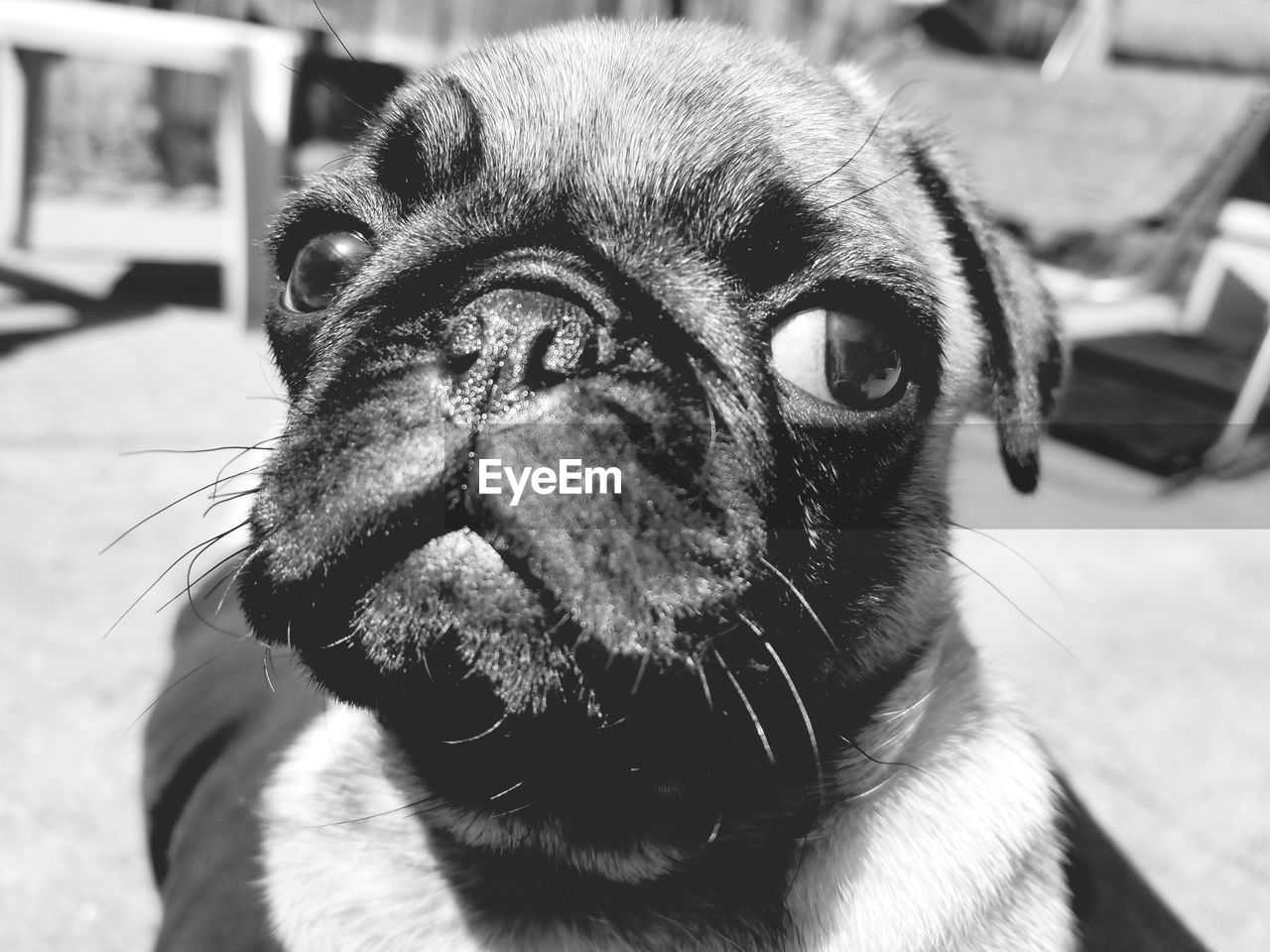 CLOSE-UP PORTRAIT OF DOG WEARING MASK