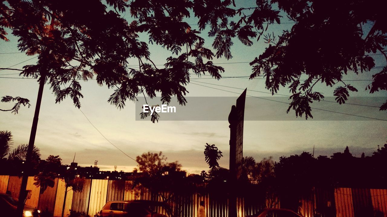 LOW ANGLE VIEW OF TREES AGAINST SKY