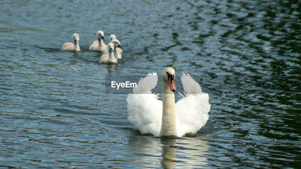 Large white mute swan swans young and cygnets in bevy group low level close up