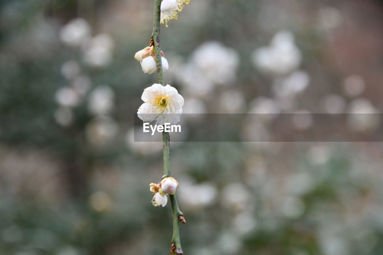 plant, flower, flowering plant, freshness, beauty in nature, focus on foreground, growth, fragility, nature, close-up, blossom, springtime, white, tree, no people, flower head, day, macro photography, inflorescence, outdoors, branch, twig, petal, botany, spring, yellow, food and drink, food, produce, selective focus, wildflower