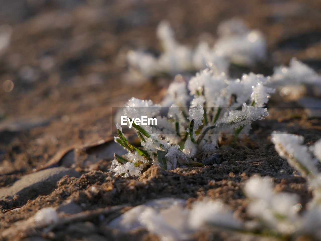 Close-up of small plant wird ice ans snow