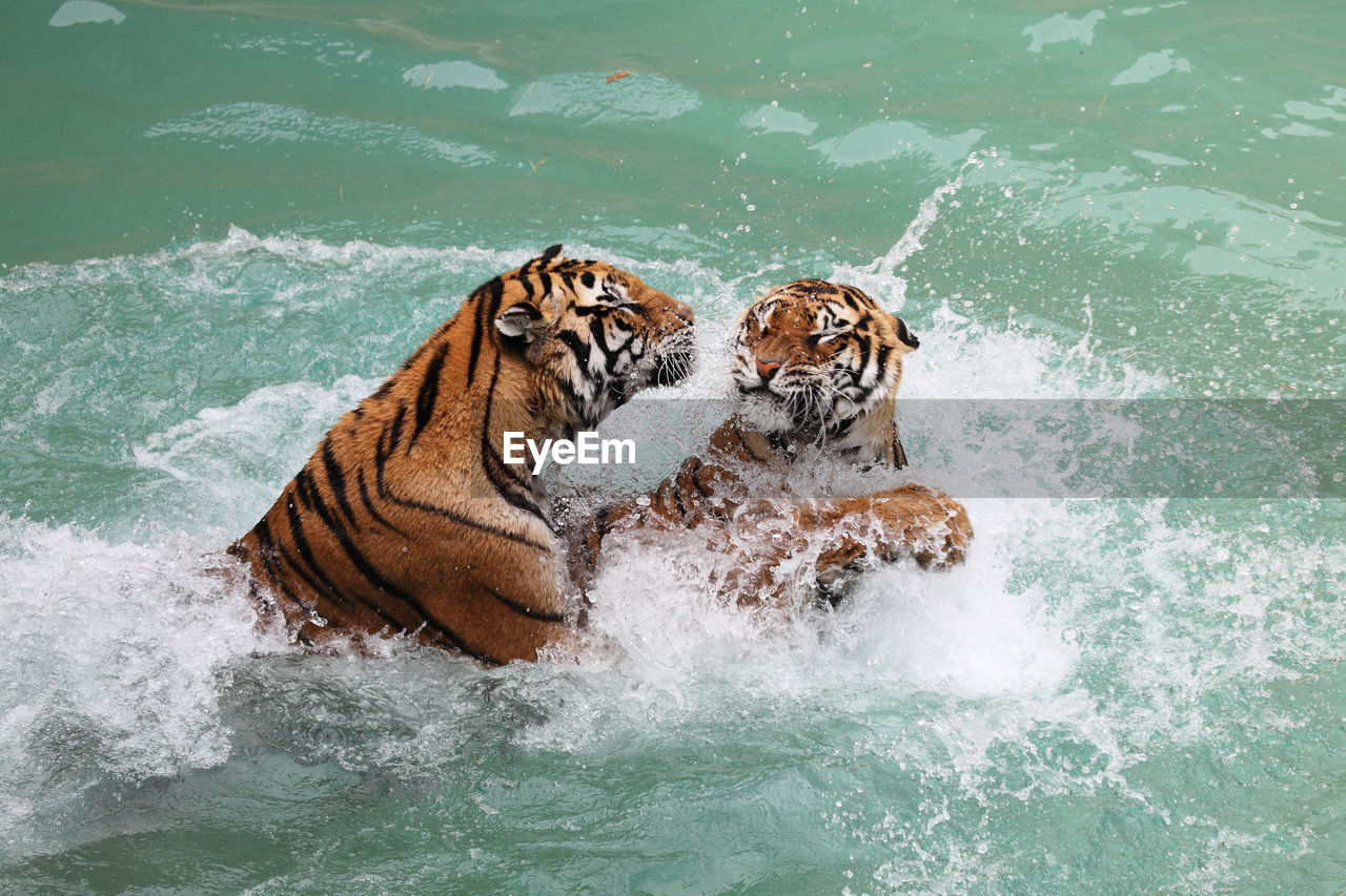 High angle view of tigers fighting in river