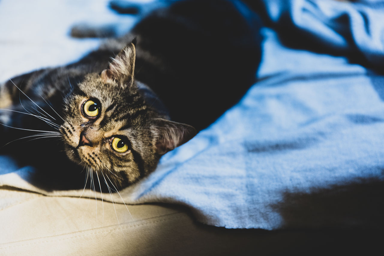 Close-up portrait of a cat