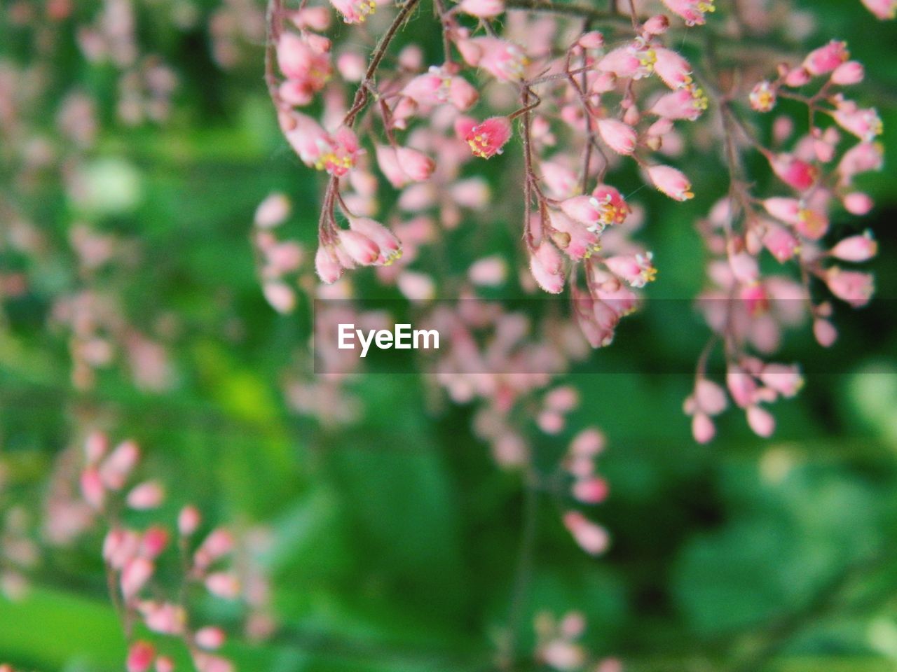 CLOSE-UP OF PINK FLOWER