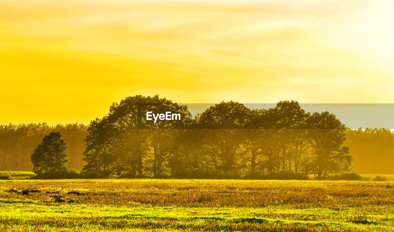 Trees on field against sky during sunset