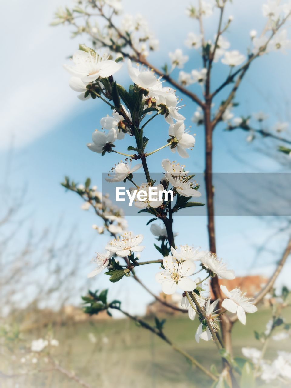 CLOSE-UP OF WHITE CHERRY BLOSSOM