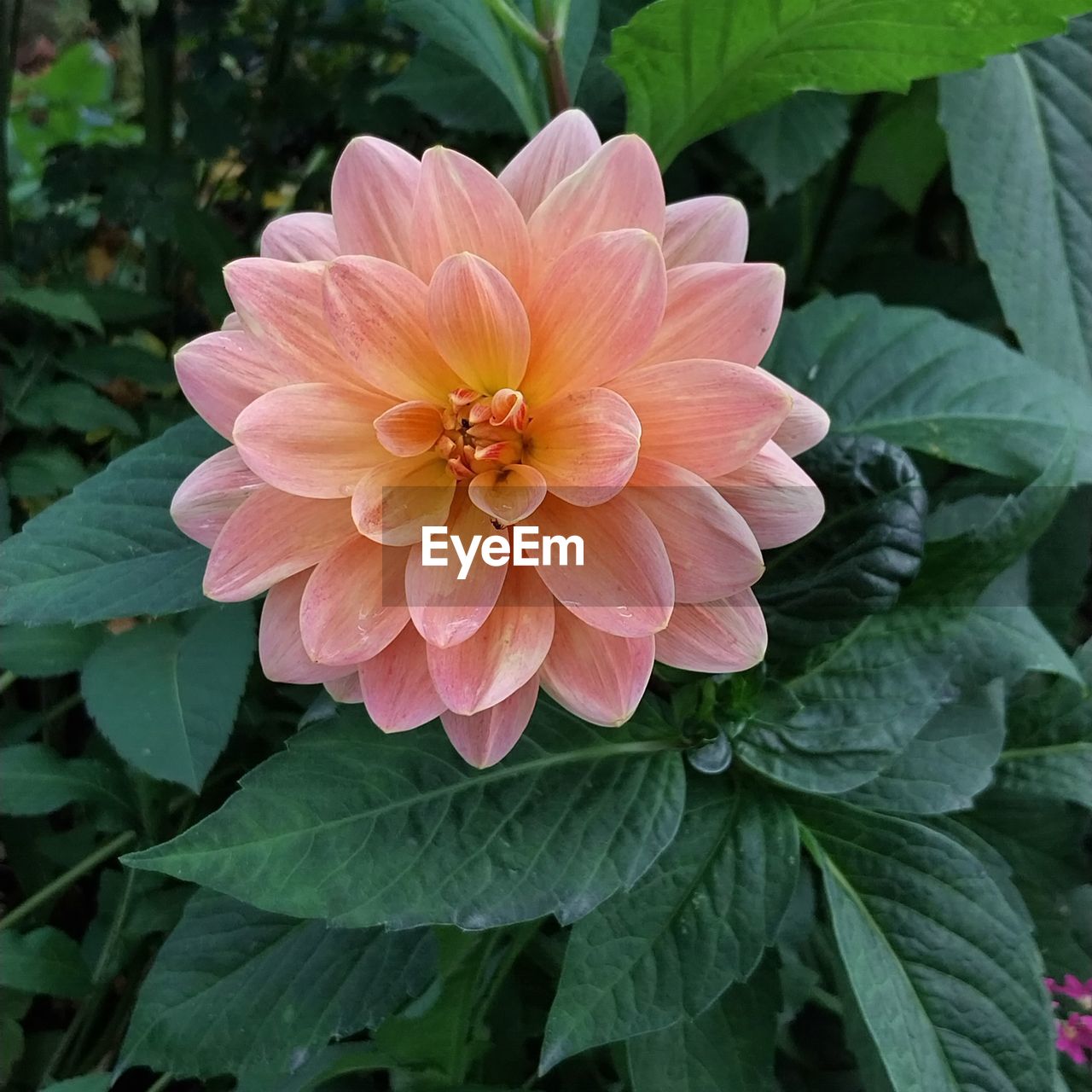 flower, flowering plant, plant, freshness, petal, beauty in nature, flower head, leaf, plant part, growth, inflorescence, close-up, dahlia, fragility, nature, pink, no people, green, outdoors, day, botany, pollen