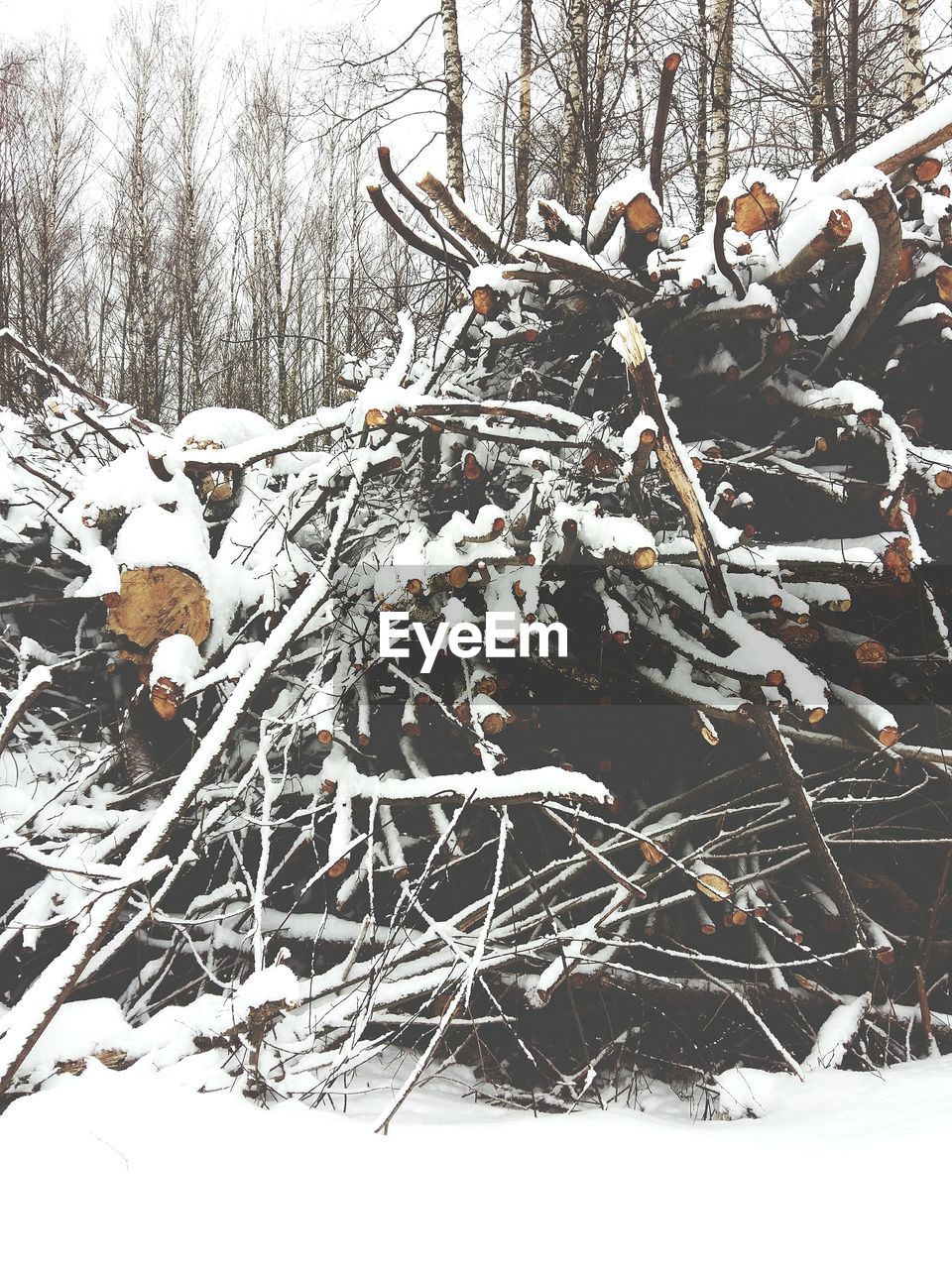 CLOSE-UP OF SNOW ON TREE