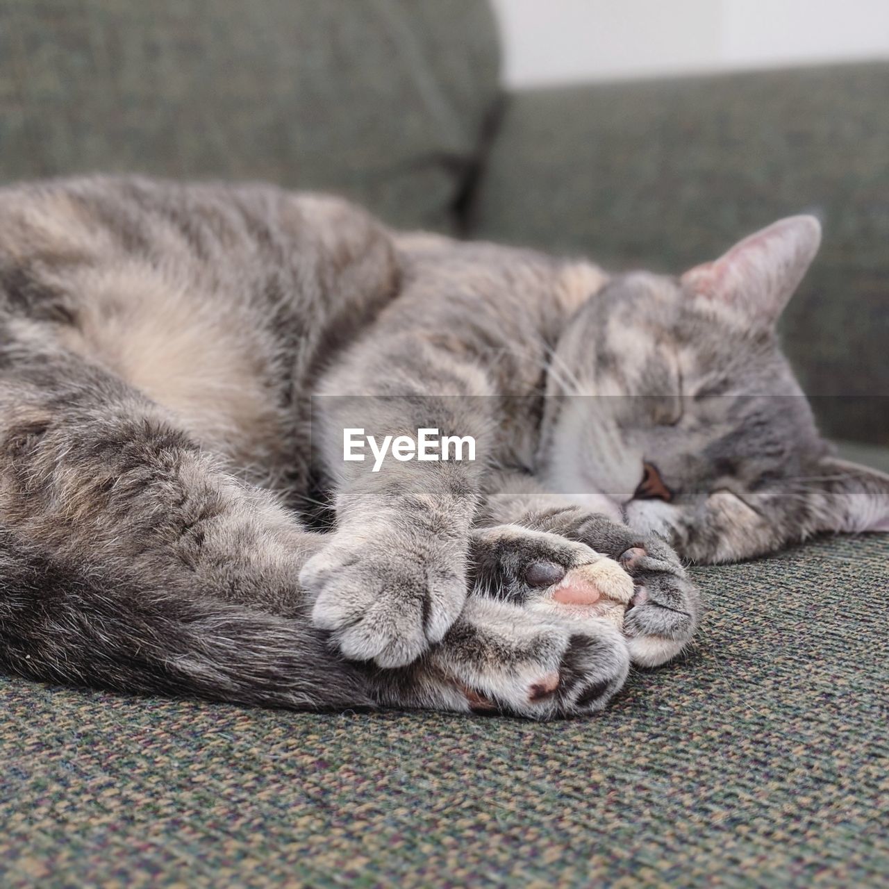 CLOSE-UP OF A CAT SLEEPING ON A DOG