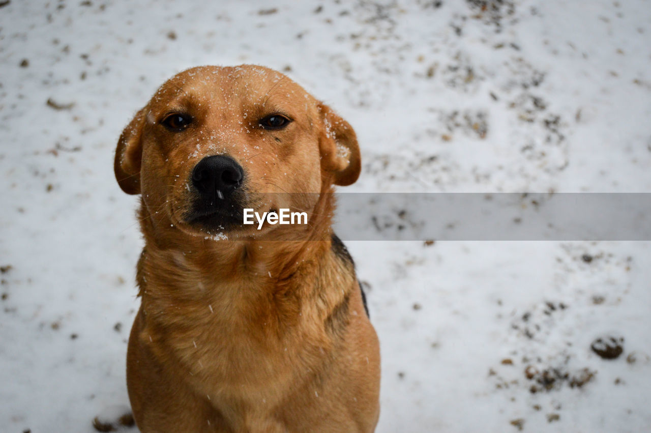 Close-up portrait of dog on snow covered field