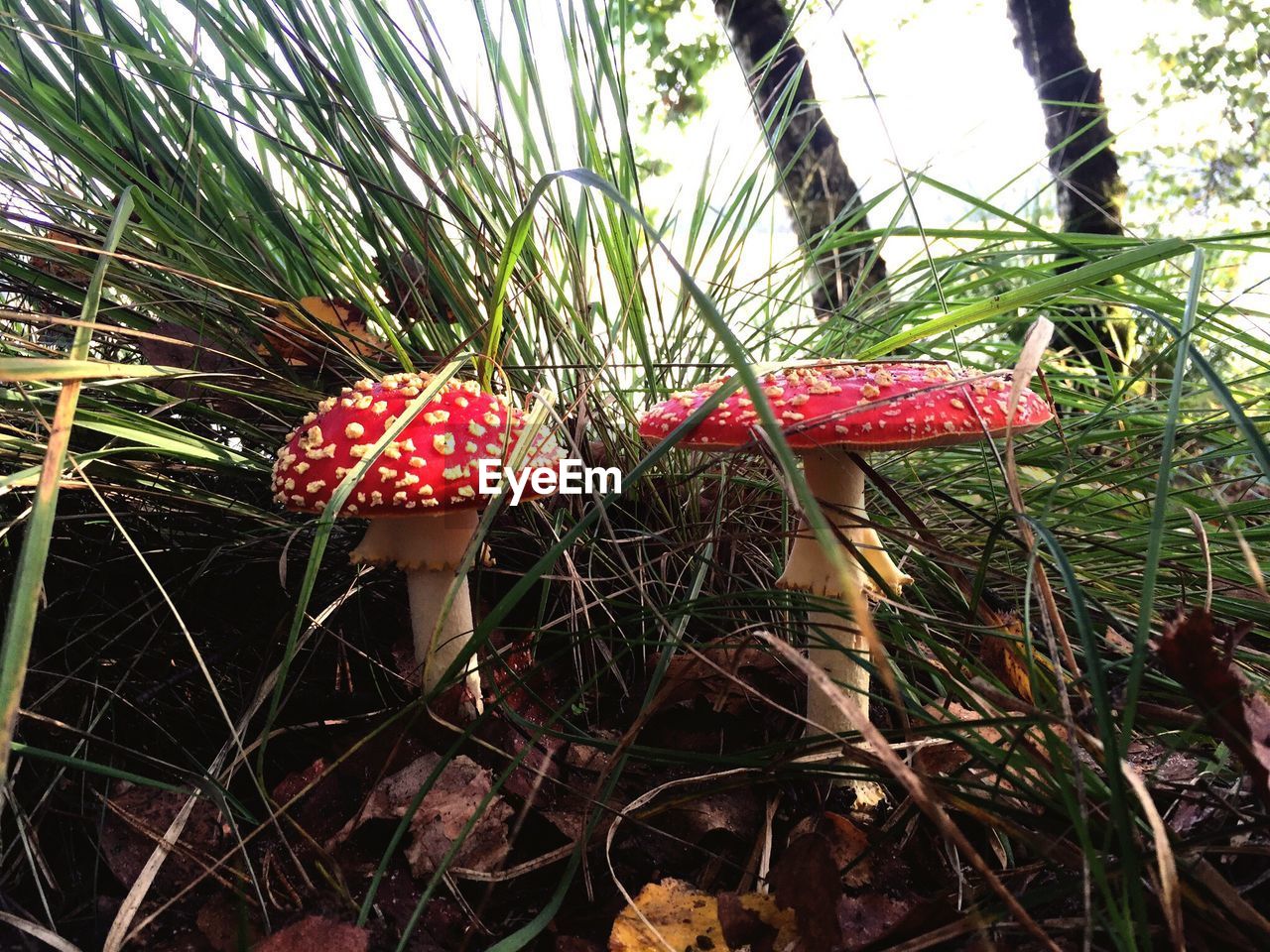 Fly agaric mushrooms growing on field