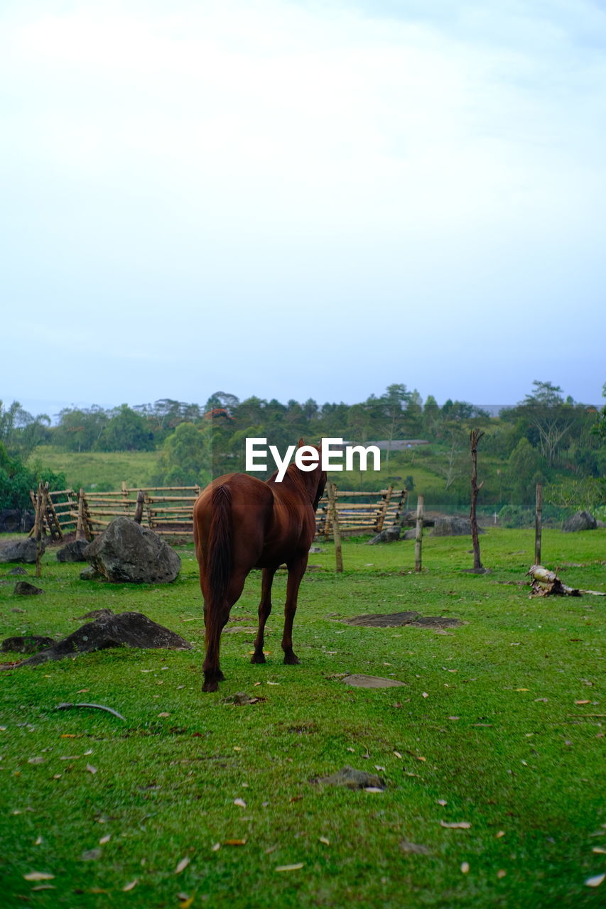 Horse standing in a field
