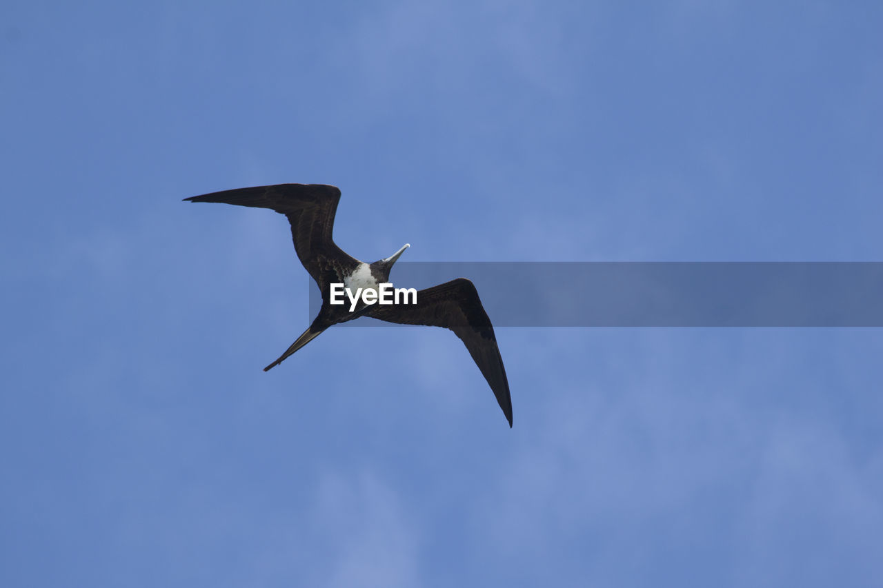 BIRD FLYING OVER BLUE SKY